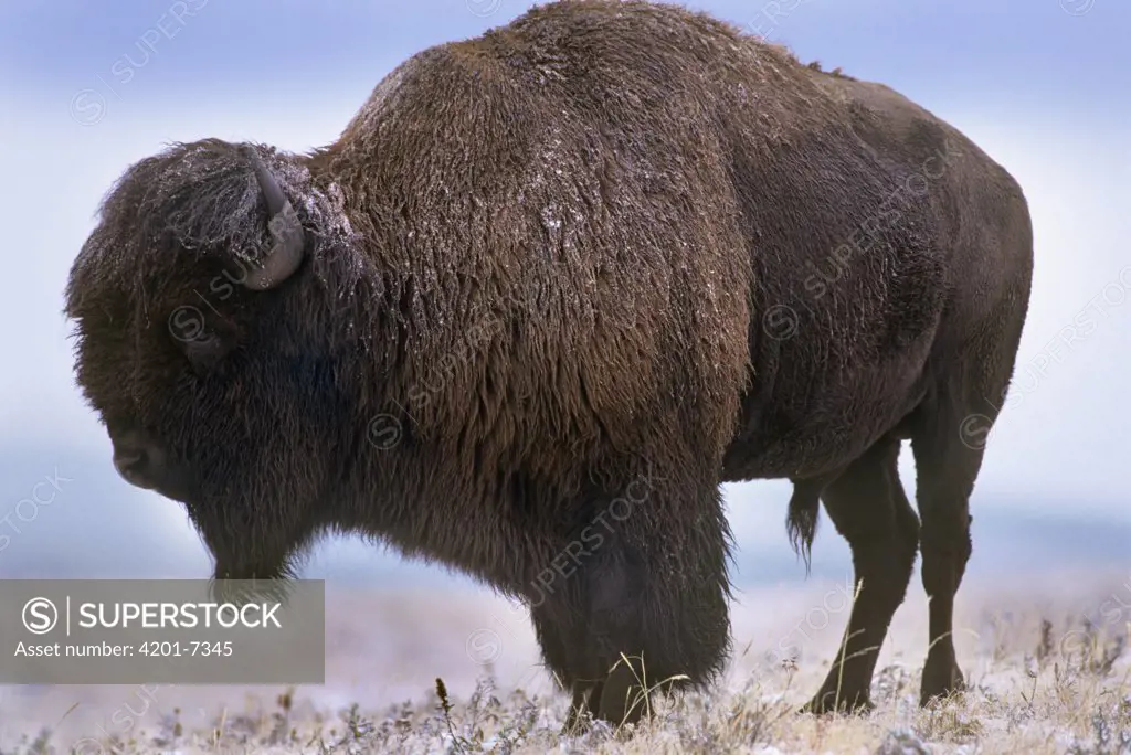 American Bison (Bison bison) in snowy prairie landscape, North American