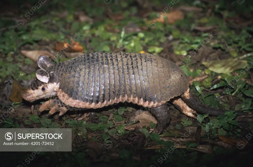 Northern Naked-tailed Armadillo (Cabassous centralis) in rainforest, Costa Rica