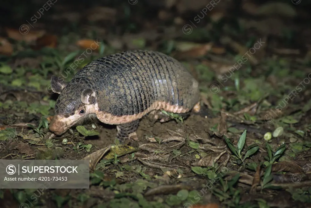 Northern Naked-tailed Armadillo (Cabassous centralis) rainforest, Costa Rica