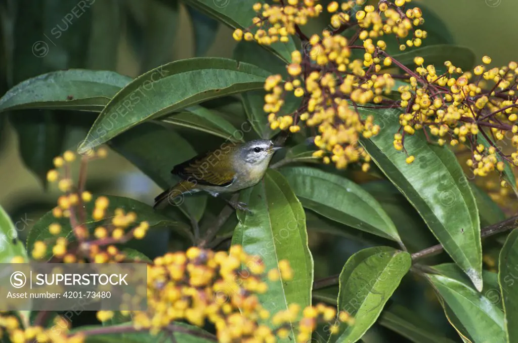 Tennessee Warbler (Vermivora peregrina) feeding on Miconia fruits in the rainforest, Costa Rica