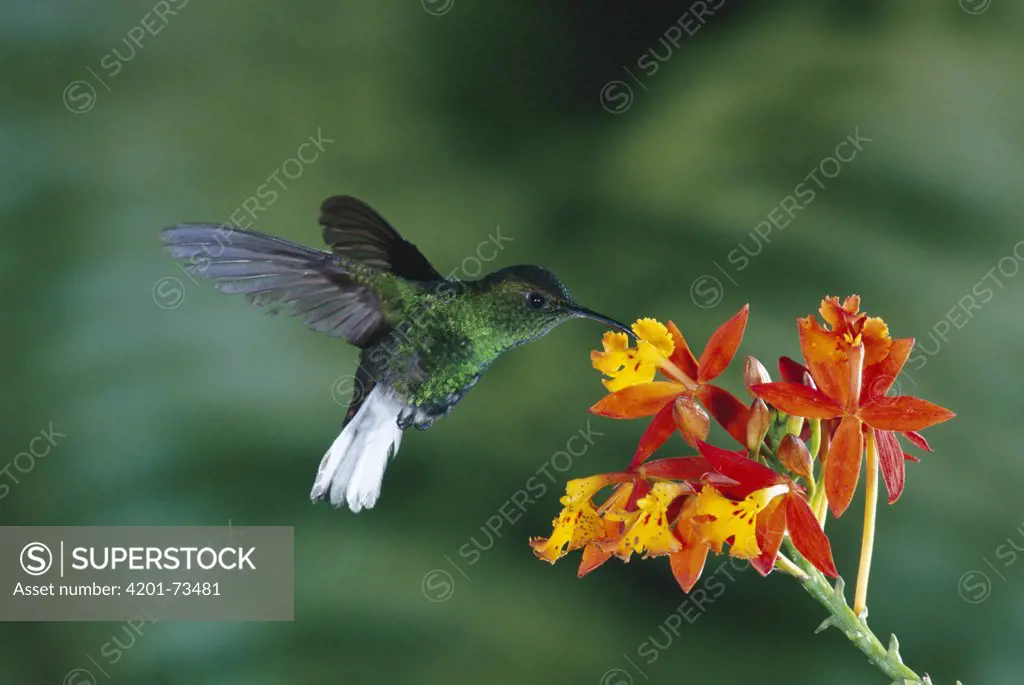 Coppery-headed Emerald (Elvira cupreiceps) hummingbird, flying, feeding on and pollinating a Crucifix Orchid (Epidendrum radicans) which mimics the flowers of Scarlet Milkweed, Asclepias curassavica