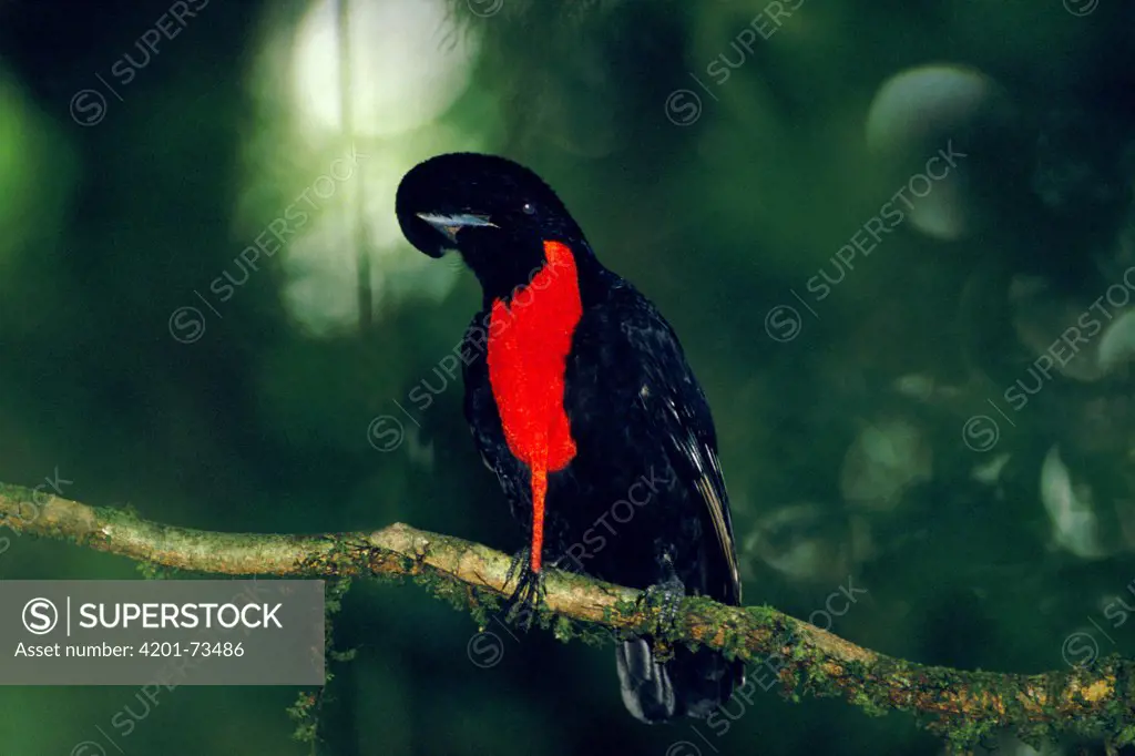 Bare-necked Umbrella Bird (Cephalopterus glabricollis) male displaying from perch in cloud forest ecosystem, Costa Rica