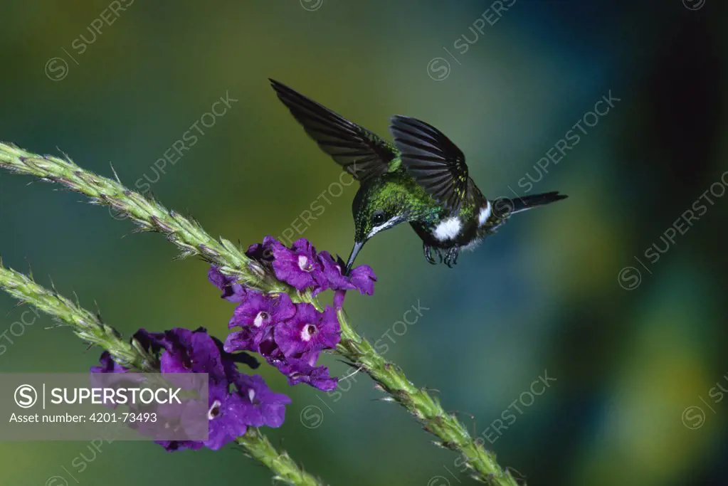 Green Thorntail (Discosura conversii) hummingbird female feeding at and pollinating Porterweed (Stachytarpheta sp) flowers, Sarapiqui Gorge, mid-elevation rainforest, Caribbean, Costa Rica