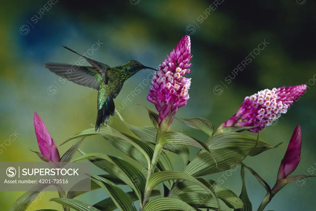 Green Violet-ear (Colibri thalassinus) hummingbird feeding at and pollinating flowers of epiphytic Orchid (Elleanthus glaucophyllus), Monteverde Cloud Forest Reserve, Costa Rica