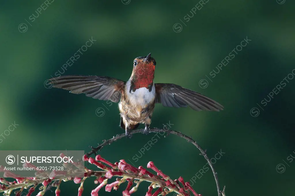 Scintillant Hummingbird (Selasphorus scintilla) male perched in Monteverde Cloud Forest Reserve, Costa Rica