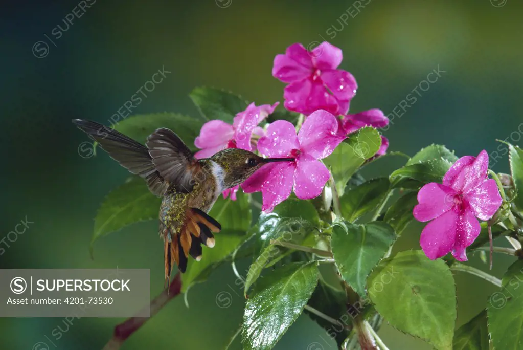 Scintillant Hummingbird (Selasphorus scintilla) immature male feeding at Balsam (Impatiens sp) flowers, Monteverde Cloud Forest Reserve, Costa Rica