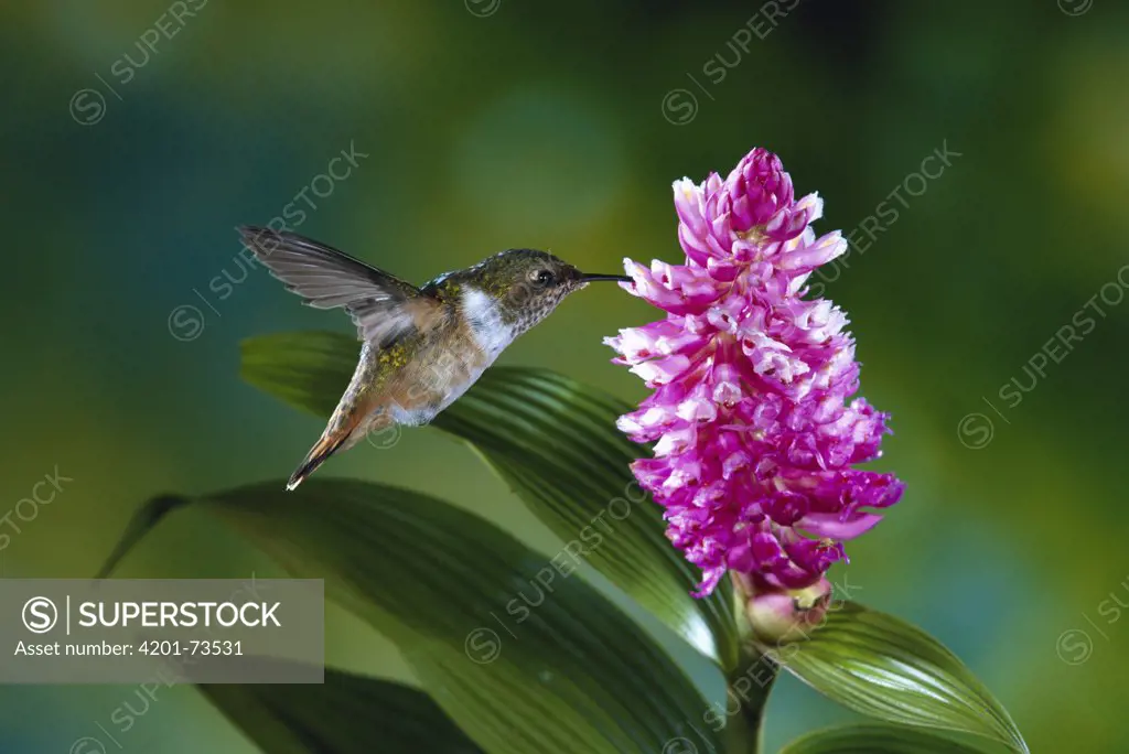 Scintillant Hummingbird (Selasphorus scintilla) female feeding at and pollinating flowers of epiphytic Orchid (Elleanthus glaucophyllus), Monteverde Cloud Forest Reserve, Costa Rica