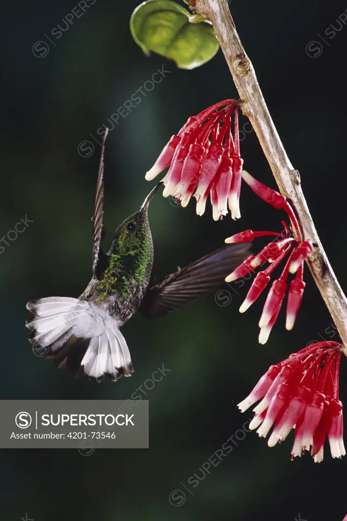 Coppery-headed Emerald (Elvira cupreiceps) hummingbird, male feeding at and pollinating epiphytic Heath (Satyria warszewiczii) flowers in cloud forest, Costa Rica