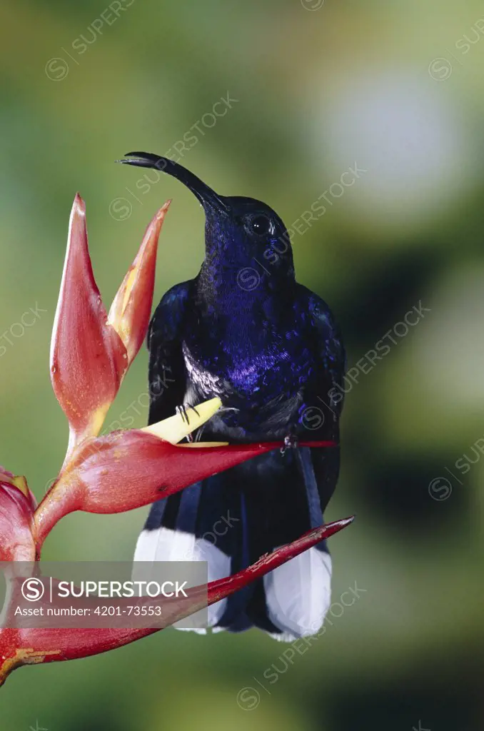 Violet Sabre-wing (Campylopterus hemileucurus) hummingbird perched on Heliconia (Heliconia monteverdensis) cloud forest, Costa Rica