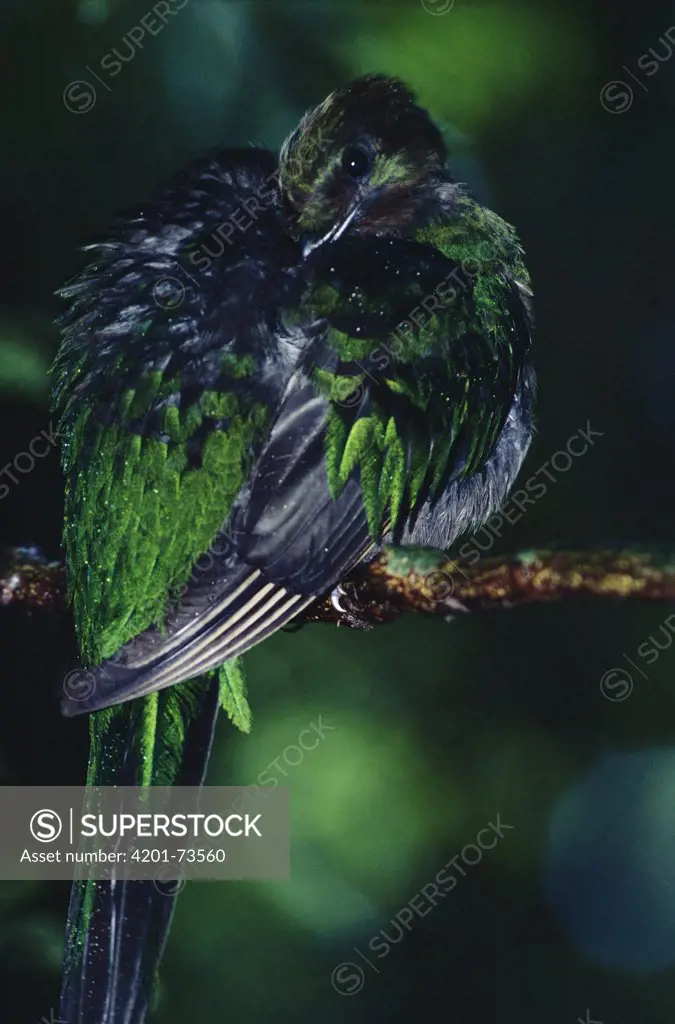 Resplendent Quetzal (Pharomachrus mocinno) female preening, cloud forest, Monteverde Costa Rica