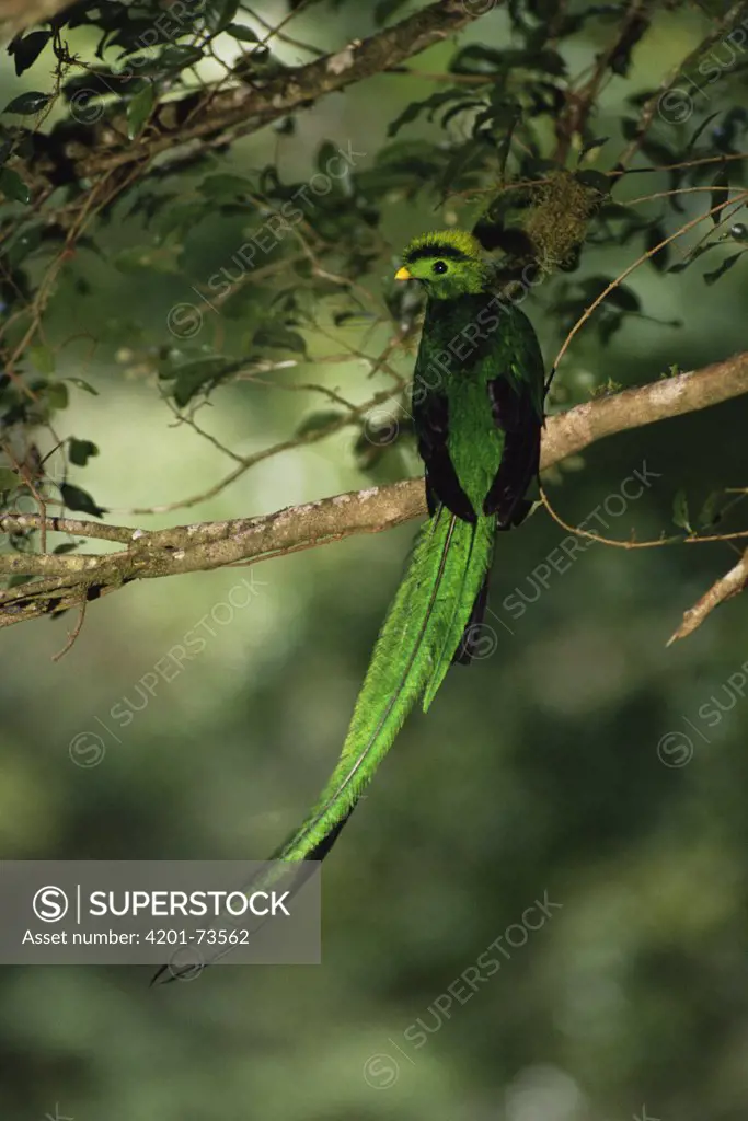 Resplendent Quetzal (Pharomachrus mocinno) male in cloud forest, Monteverde, Costa Rica