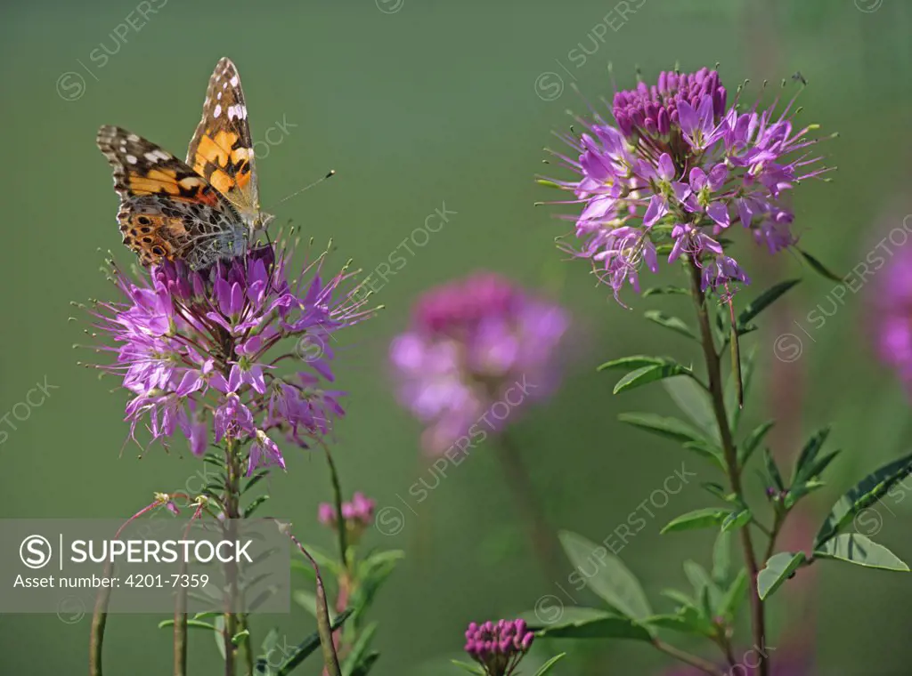 American Painted Lady (Cynthia virginiensis) butterfly feeding on Rocky Mountain Bee Plant (Cleome serrulata), North America