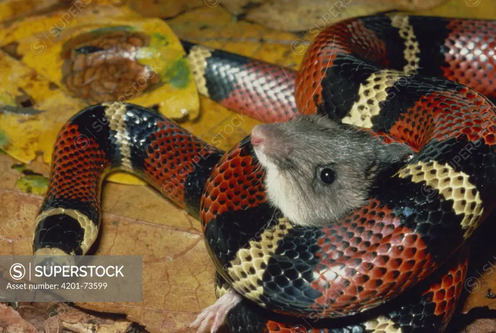 Milk Snake (Lampropeltis triangulum) a Kingsnake, harmless mimic of Coral Snake, constricting a Spiny Pocket Mouse (Heteromys sp) rainforest, Costa Rica