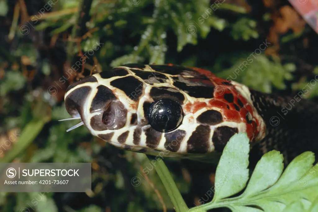 Colubrid Snake (Rhinobothryum bovallii) a non-venomous mimic of the Coral Snake, in rainforest, Costa Rica