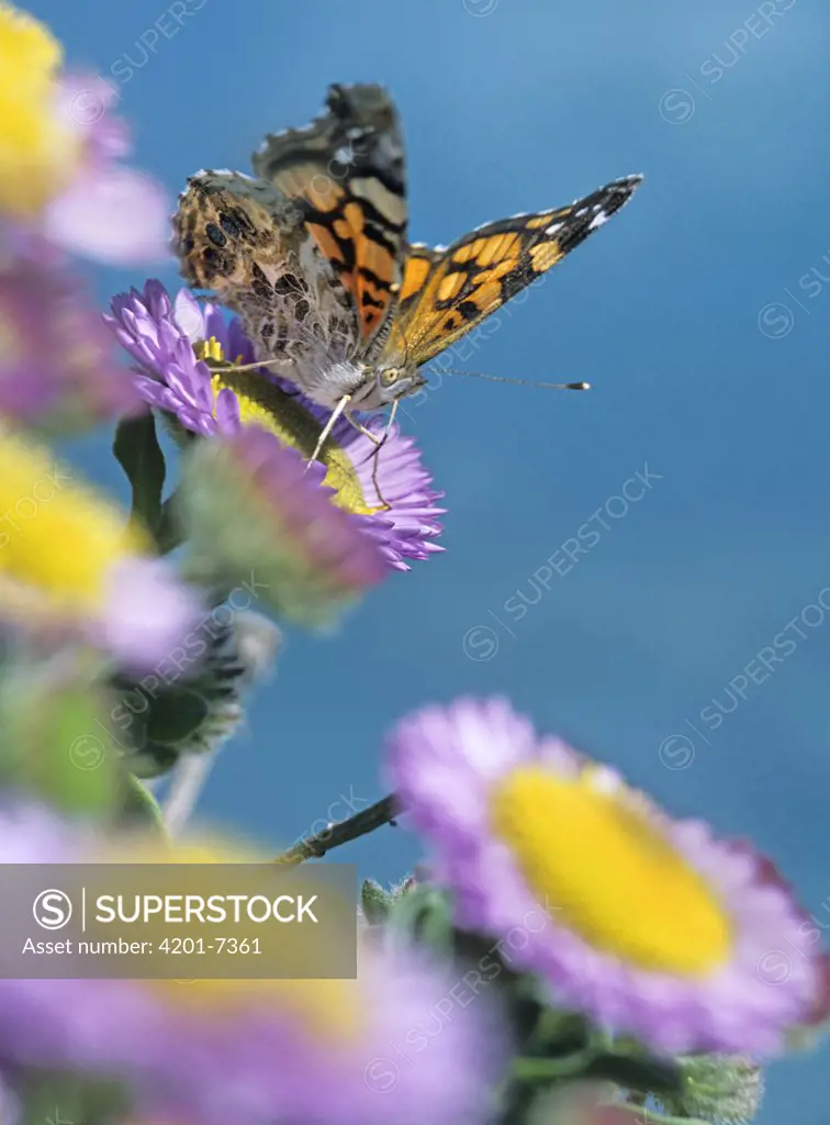 American Painted Lady (Cynthia virginiensis) butterfly feeding on Purple Aster (Aster foliaceus), North America