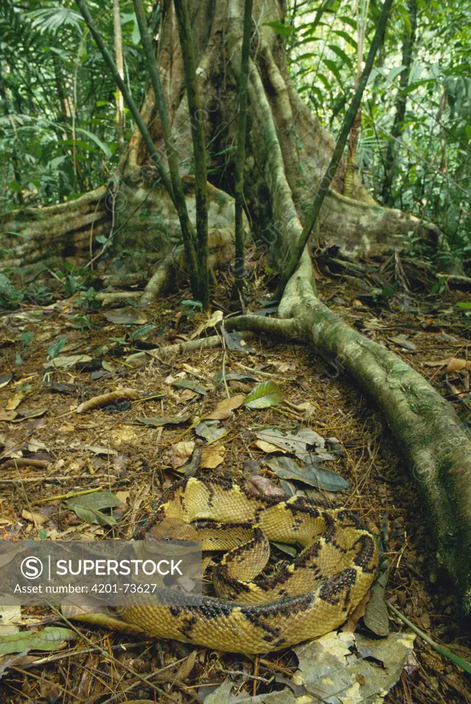 Bushmaster (Lachesis muta) venomous snake camouflaged on rainforest floor, Costa Rica