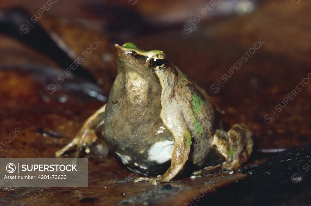 Darwin's Frog (Rhinoderma darwinii) male on forest floor with vocal sac full of young, austral Beech forest, Chiloe Island, Chile