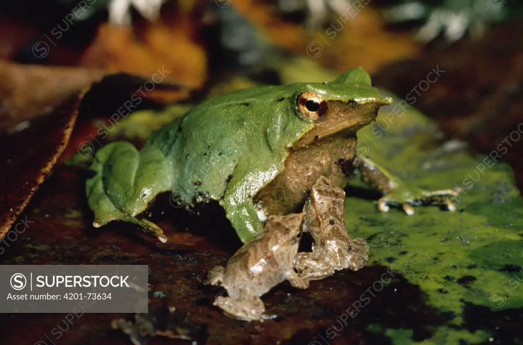 Darwin's Frog (Rhinoderma darwinii) male on forest floor with young, austral Beech forest, Chiloe Island, Chile