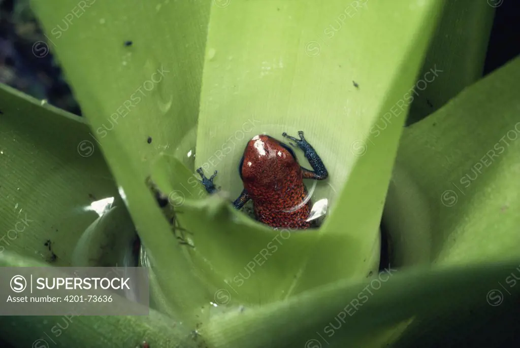 Strawberry Poison Dart Frog (Dendrobates pumilio) baby developing in bromeliad pool, Costa Rica