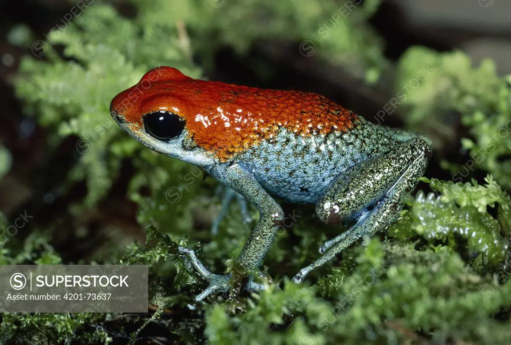 Granular Poison Dart Frog (Dendrobates granuliferus) portrait on moss in rainforest, Osa Peninsula, Costa Rica