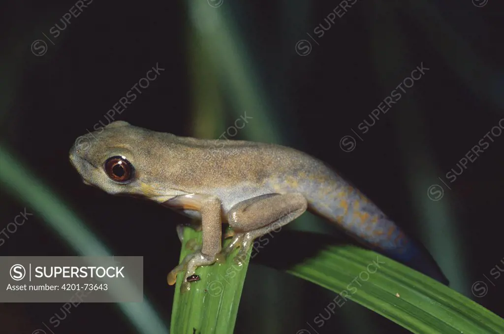 Red-eyed Tree Frog (Agalychnis callidryas) young frog metamorphosing into an adult, Costa Rica