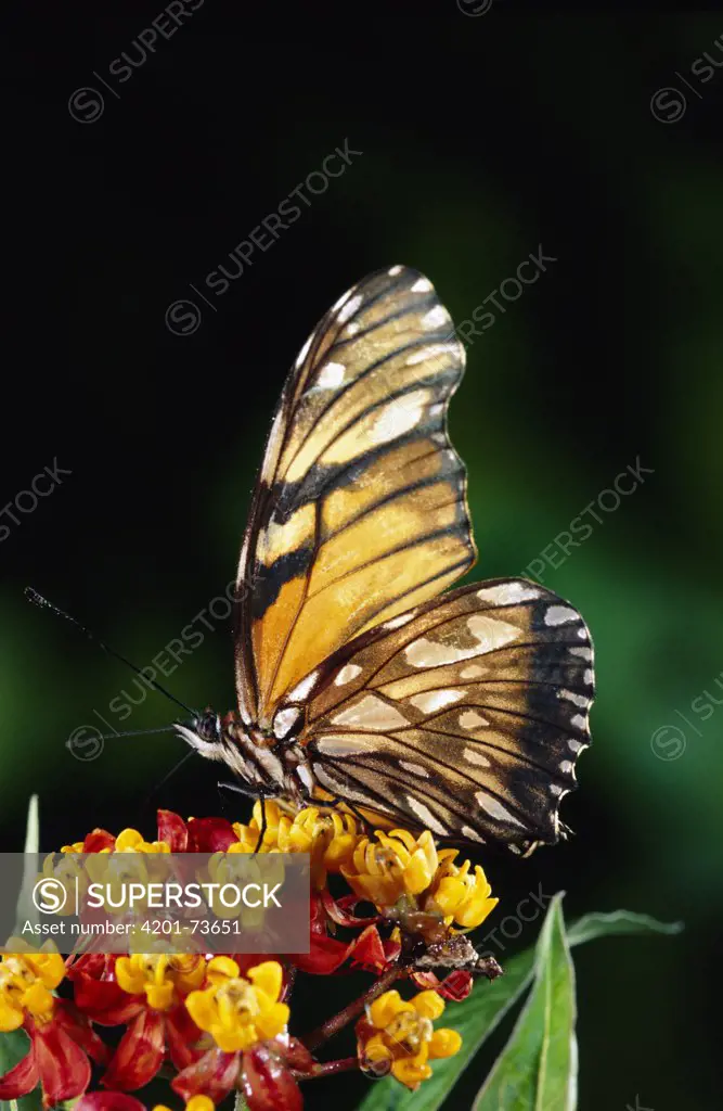 Silverspot Butterfly (Dione juno) feeding on and pollinating Heliconia (Heliconiinae lantana) flowers, Costa Rica
