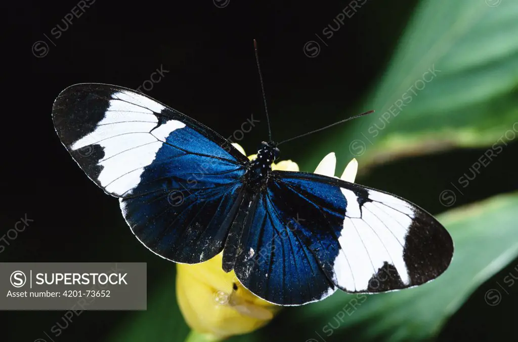 Sapho Longwing (Heliconius sapho) butterfly poisonous Mullerian mimic, in the rainforest, Costa Rica