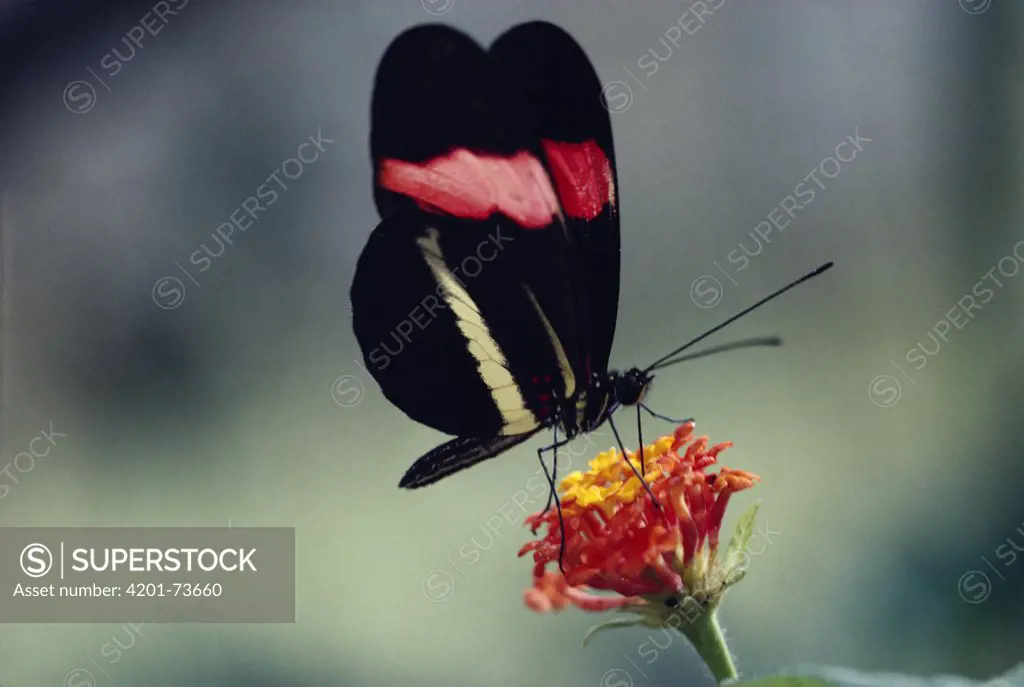 Crimson-patched Longwing (Heliconius erato) butterfly feeding on Lantana flower (Lantana sp) in the rainforest, Costa Rica