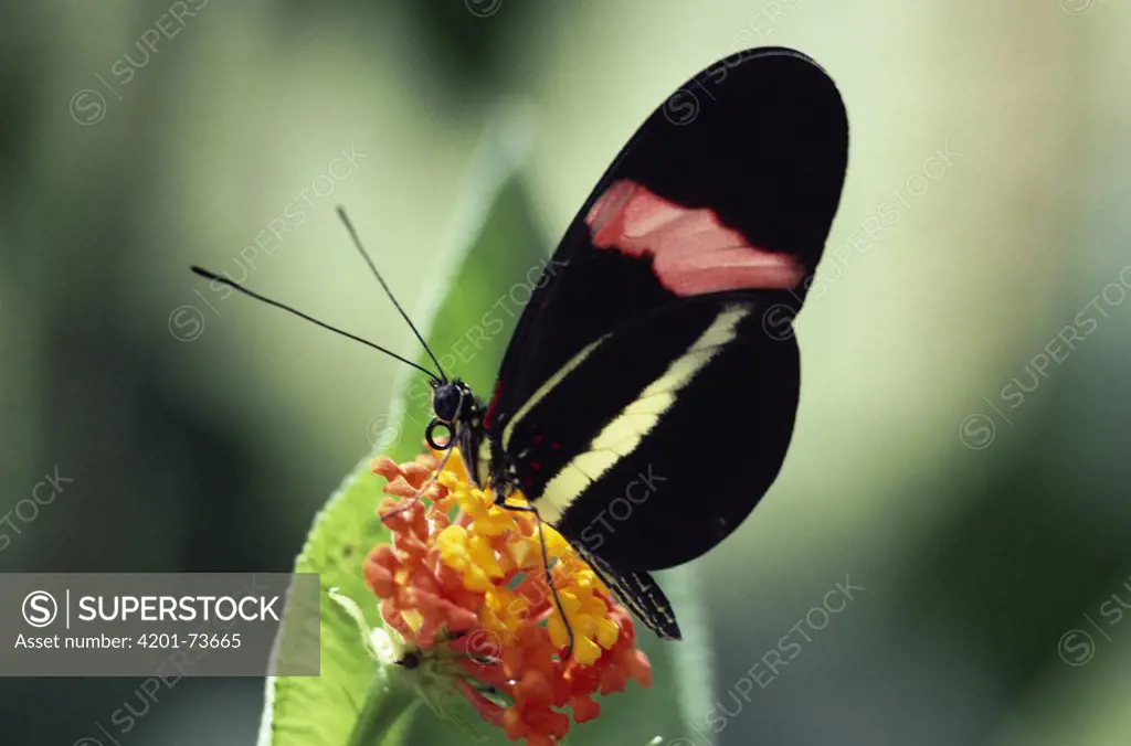 Crimson-patched Longwing (Heliconius erato) buttterfly feeding on Lantana flower (Lantana sp) in the rainforest, Costa Rica