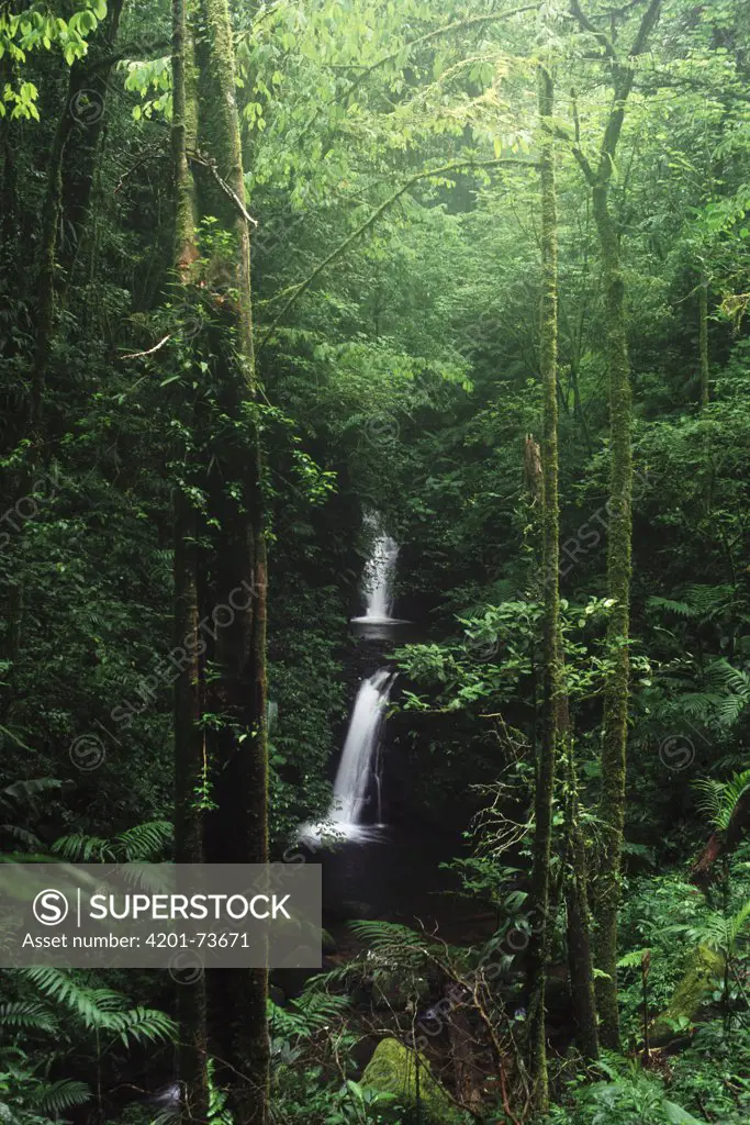 La Cascada Waterfall in the rainforest, Monteverde Cloud Forest Reserve, Costa Rica