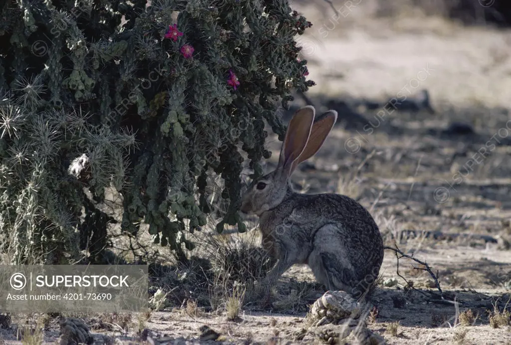 Antelope Jackrabbit (Lepus alleni) in shade of cactus, Sonoran Desert, North America