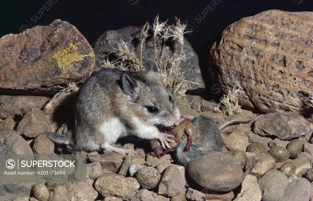 Southern Grasshopper Mouse (Onychomys torridus) feeding on Harvest Mouse, Chihuahuan Desert, Mexico