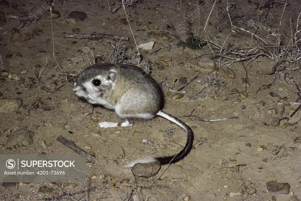 Bannertail Kangaroo Rat (Dipodomys spectabilis) in the desert, southwest North America