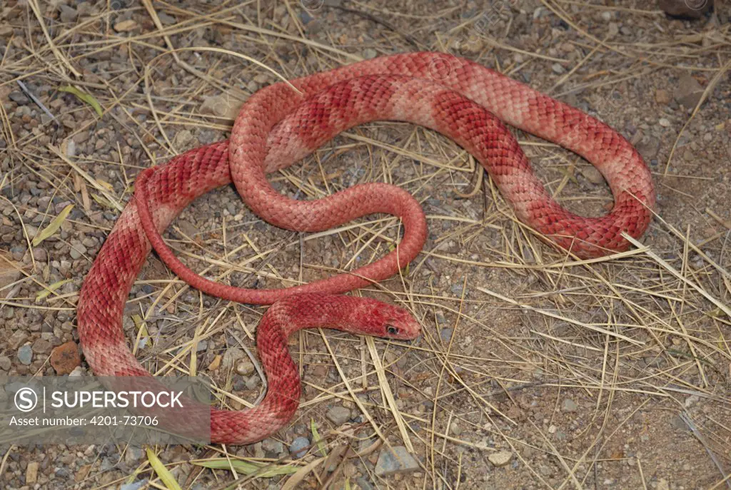 Coachwhip (Masticophis flagellum) widespread snake with many color variations, USA and Mexico