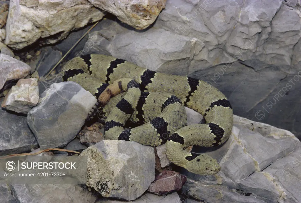 Banded Rock Rattlesnake (Crotalus lepidus klauberi), Chiricahua Mountains, Arizona