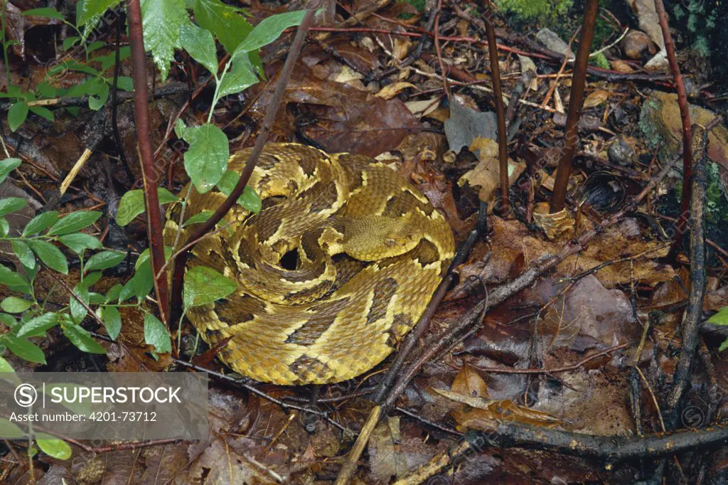 Timber Rattlesnake (Crotalus horridus) coiled on ground among leaf litter, Appalachian Mountains, Pennsylvania