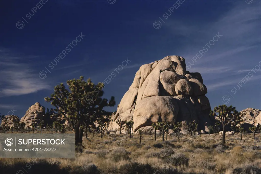 Joshua Tree (Yucca brevifolia), Jumbo Rocks National Monument, Mojave Desert, California