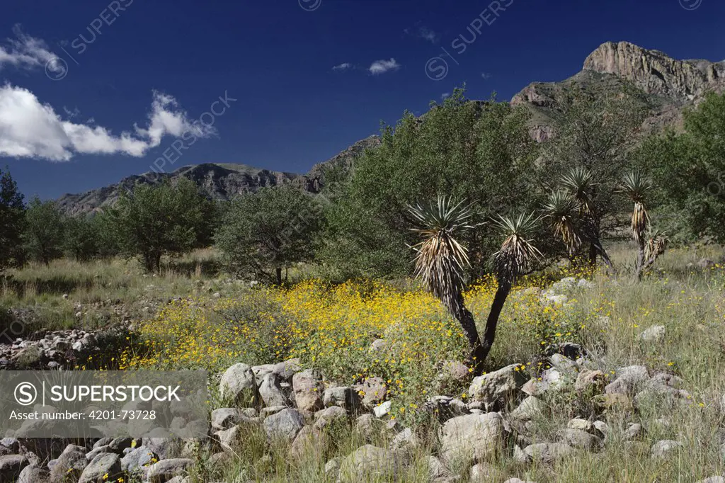Summer flowers in the Chihuahuan Desert, Mexico