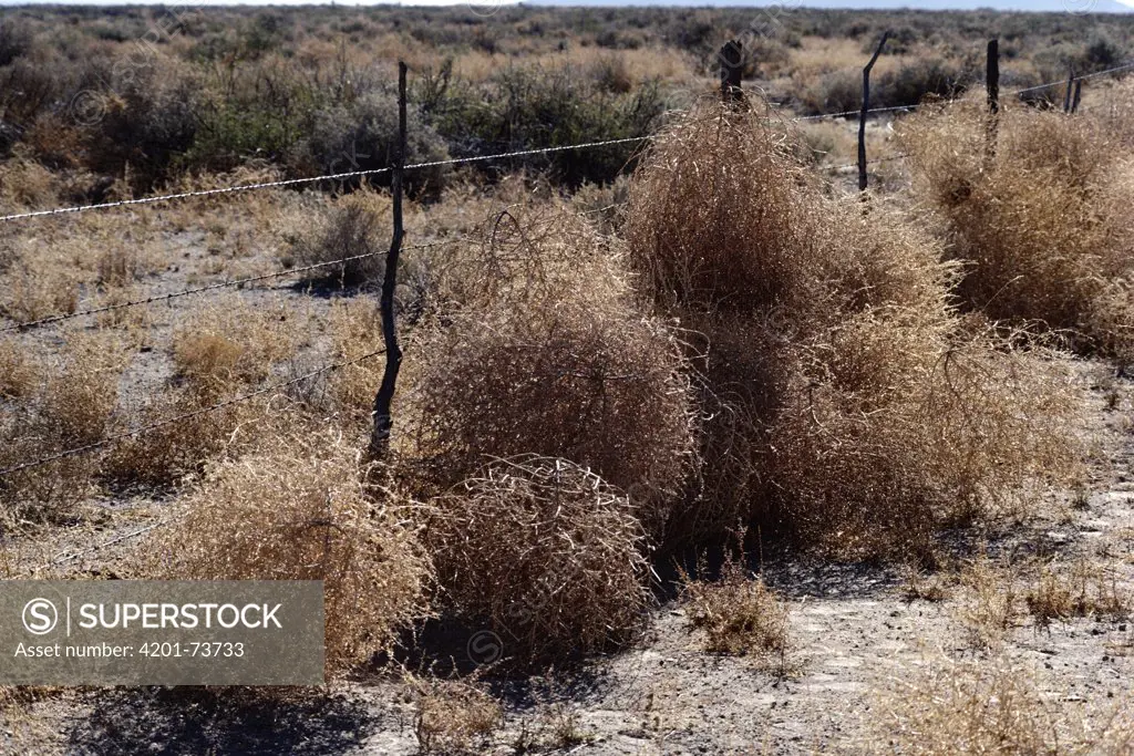 Prickly Glasswort (Salsola kali) against fence in the Chihuahuan Desert, Mexico