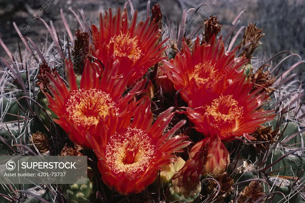 Fishhook Barrel Cactus (Ferocactus wislizenii) flowering in the Sonoran Desert, North America