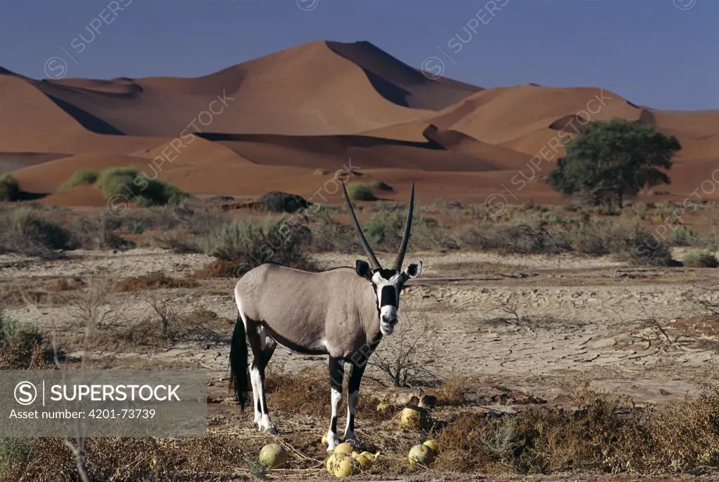 Oryx (Oryx gazella) feeding on Tsama Melons, Sossusvlei, Namibia