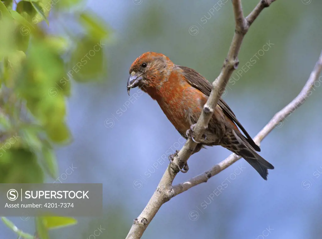 Red Crossbill (Loxia curvirostra) perching on branch, North America