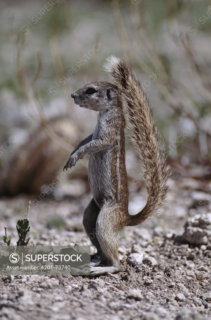 Cape Ground Squirrel (Xerus inauris) standing upright, using tail as a sunshade, Etosha National Park Namibia