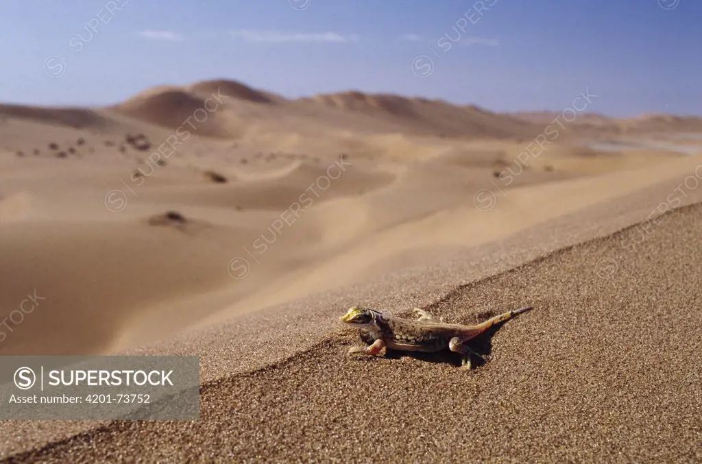 Namib Sanddiver (Aporosaura anchietae) on sand dune, Namib Desert, Namibia