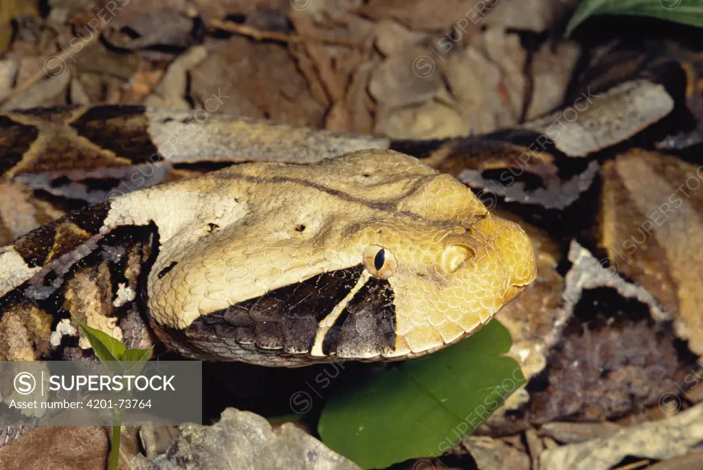 Gaboon Viper (Bitis gabonica) venomous snake camouflaged in leaf litter in the rainforest, Congo, Uganda