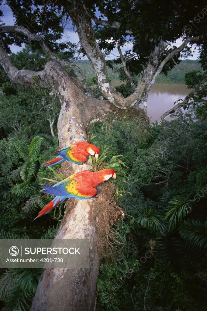 Scarlet Macaw (Ara macao) pair perched on tree limb, originally hand raised by the research center, they are now living in the rainforest canopy, Tambopata-Candamo Reserve, Amazon Basin, Peru