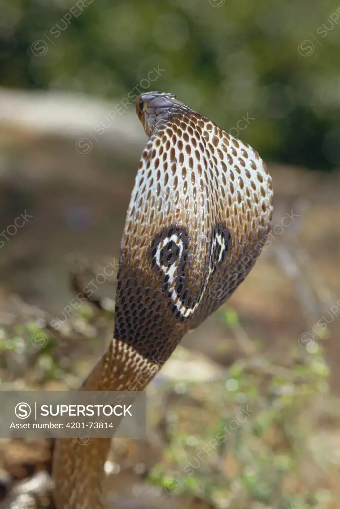 Spectacled Cobra (Naja naja) venomous snake spreading hood in defensive display, India