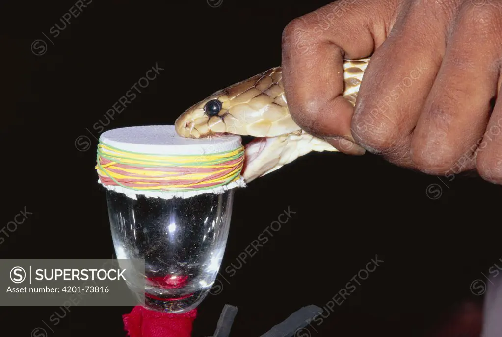 Spectacled Cobra (Naja naja) venomous snake being milked for venom, India