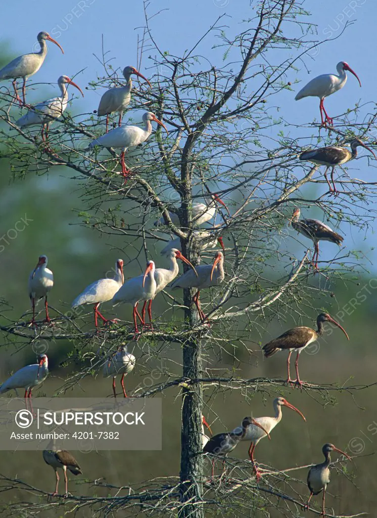 White Ibis (Eudocimus albus) flock in a tree, North America
