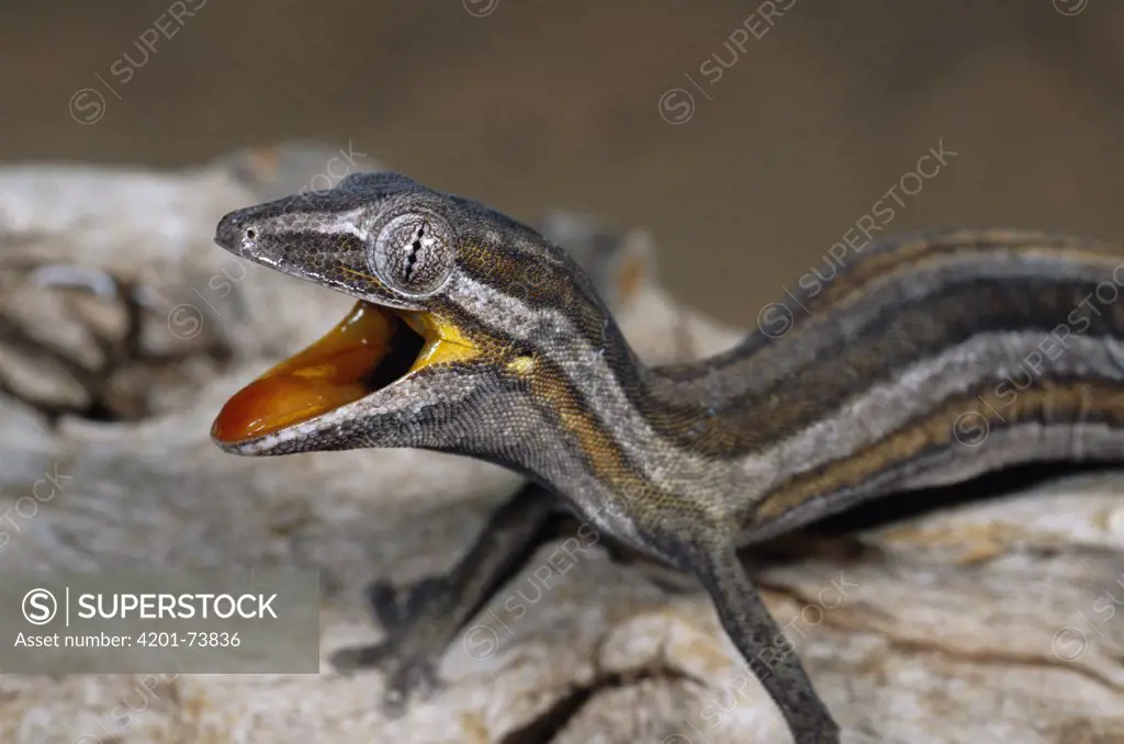 Jean's Spinytail Gecko (Diplodactylus jeanae) threat display, Cape Range National Park, Western Australia